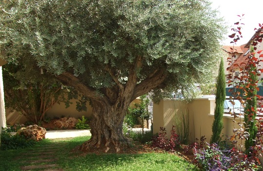 עץ זית בגינה