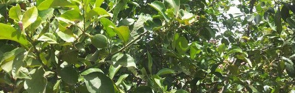 עץ לימון בחצר